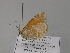  ( - BC ZSM Lep 27574)  @13 [ ] CreativeCommons - Attribution Non-Commercial Share-Alike (2010) Unspecified SNSB, Zoologische Staatssammlung Muenchen