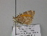 ( - BC ZSM Lep 27575)  @13 [ ] CreativeCommons - Attribution Non-Commercial Share-Alike (2010) Unspecified SNSB, Zoologische Staatssammlung Muenchen