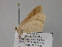  ( - BC ZSM Lep 27576)  @12 [ ] CreativeCommons - Attribution Non-Commercial Share-Alike (2010) Unspecified SNSB, Zoologische Staatssammlung Muenchen