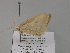  ( - BC ZSM Lep 27577)  @12 [ ] CreativeCommons - Attribution Non-Commercial Share-Alike (2010) Unspecified SNSB, Zoologische Staatssammlung Muenchen
