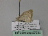  ( - BC ZSM Lep 27583)  @12 [ ] CreativeCommons - Attribution Non-Commercial Share-Alike (2010) Unspecified SNSB, Zoologische Staatssammlung Muenchen