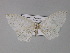  ( - BC ZSM Lep 27699)  @13 [ ] CreativeCommons - Attribution Non-Commercial Share-Alike (2010) Unspecified SNSB, Zoologische Staatssammlung Muenchen