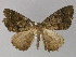  ( - BC ZSM Lep 27708)  @13 [ ] CreativeCommons - Attribution Non-Commercial Share-Alike (2010) Unspecified SNSB, Zoologische Staatssammlung Muenchen
