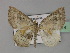  (Asthenotricha AH01Tz - BC ZSM Lep 27714)  @14 [ ] CreativeCommons - Attribution Non-Commercial Share-Alike (2010) Unspecified SNSB, Zoologische Staatssammlung Muenchen