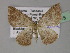  (Asthenotricha deficiens - BC ZSM Lep 27715)  @14 [ ] CreativeCommons - Attribution Non-Commercial Share-Alike (2010) Unspecified SNSB, Zoologische Staatssammlung Muenchen