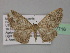  ( - BC ZSM Lep 27716)  @13 [ ] CreativeCommons - Attribution Non-Commercial Share-Alike (2010) Unspecified SNSB, Zoologische Staatssammlung Muenchen