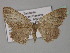  (Asthenotricha AH02Tz - BC ZSM Lep 27717)  @14 [ ] CreativeCommons - Attribution Non-Commercial Share-Alike (2010) Unspecified SNSB, Zoologische Staatssammlung Muenchen