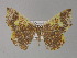  ( - BC ZSM Lep 27729)  @14 [ ] CreativeCommons - Attribution Non-Commercial Share-Alike (2010) Unspecified SNSB, Zoologische Staatssammlung Muenchen