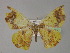  ( - BC ZSM Lep 27730)  @13 [ ] CreativeCommons - Attribution Non-Commercial Share-Alike (2010) Unspecified SNSB, Zoologische Staatssammlung Muenchen