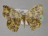  ( - BC ZSM Lep 27731)  @14 [ ] CreativeCommons - Attribution Non-Commercial Share-Alike (2010) Unspecified SNSB, Zoologische Staatssammlung Muenchen