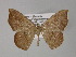  ( - BC ZSM Lep 27732)  @14 [ ] CreativeCommons - Attribution Non-Commercial Share-Alike (2010) Unspecified SNSB, Zoologische Staatssammlung Muenchen