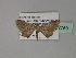  (Eupithecia celatisigna - BC ZSM Lep 27750)  @13 [ ] CreativeCommons - Attribution Non-Commercial Share-Alike (2010) Unspecified SNSB, Zoologische Staatssammlung Muenchen