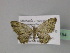  (Chloroclystis derasata - BC ZSM Lep 27754)  @14 [ ] CreativeCommons - Attribution Non-Commercial Share-Alike (2010) Unspecified SNSB, Zoologische Staatssammlung Muenchen