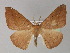  ( - BC ZSM Lep 27757)  @13 [ ] CreativeCommons - Attribution Non-Commercial Share-Alike (2010) Unspecified SNSB, Zoologische Staatssammlung Muenchen