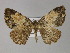  ( - BC ZSM Lep 27760)  @13 [ ] CreativeCommons - Attribution Non-Commercial Share-Alike (2010) Unspecified SNSB, Zoologische Staatssammlung Muenchen