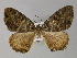  ( - BC ZSM Lep 27763)  @12 [ ] CreativeCommons - Attribution Non-Commercial Share-Alike (2010) Unspecified SNSB, Zoologische Staatssammlung Muenchen