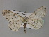  (Cleora thyrisAH01Tz - BC ZSM Lep 27765)  @14 [ ] CreativeCommons - Attribution Non-Commercial Share-Alike (2010) Unspecified SNSB, Zoologische Staatssammlung Muenchen