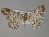  ( - BC ZSM Lep 27767)  @14 [ ] CreativeCommons - Attribution Non-Commercial Share-Alike (2010) Unspecified SNSB, Zoologische Staatssammlung Muenchen