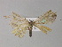  ( - BC ZSM Lep 27771)  @11 [ ] CreativeCommons - Attribution Non-Commercial Share-Alike (2010) Unspecified SNSB, Zoologische Staatssammlung Muenchen