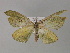  ( - BC ZSM Lep 27772)  @11 [ ] CreativeCommons - Attribution Non-Commercial Share-Alike (2010) Unspecified SNSB, Zoologische Staatssammlung Muenchen
