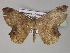  ( - BC ZSM Lep 27773)  @12 [ ] CreativeCommons - Attribution Non-Commercial Share-Alike (2010) Unspecified SNSB, Zoologische Staatssammlung Muenchen