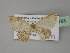  ( - BC ZSM Lep 27783)  @13 [ ] CreativeCommons - Attribution Non-Commercial Share-Alike (2010) Unspecified SNSB, Zoologische Staatssammlung Muenchen