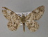  ( - BC ZSM Lep 27784)  @13 [ ] CreativeCommons - Attribution Non-Commercial Share-Alike (2010) Unspecified SNSB, Zoologische Staatssammlung Muenchen