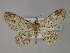  (Cleora pavlitzkiae - BC ZSM Lep 27785)  @14 [ ] CreativeCommons - Attribution Non-Commercial Share-Alike (2010) Unspecified SNSB, Zoologische Staatssammlung Muenchen
