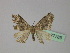  (Xanthorhoe procne - BC ZSM Lep 27789)  @13 [ ] CreativeCommons - Attribution Non-Commercial Share-Alike (2010) Unspecified SNSB, Zoologische Staatssammlung Muenchen