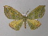  (Hypochrosis uniformis - BC ZSM Lep 31129)  @15 [ ] CreativeCommons - Attribution Non-Commercial Share-Alike (2010) Unspecified SNSB, Zoologische Staatssammlung Muenchen