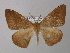  ( - BC ZSM Lep 31133)  @14 [ ] CreativeCommons - Attribution Non-Commercial Share-Alike (2010) Unspecified SNSB, Zoologische Staatssammlung Muenchen