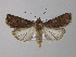  (Agrotis longidentifera - BC ZSM Lep 31163)  @14 [ ] CreativeCommons - Attribution Non-Commercial Share-Alike (2010) Unspecified SNSB, Zoologische Staatssammlung Muenchen