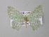  ( - BC ZSM Lep 31173)  @14 [ ] CreativeCommons - Attribution Non-Commercial Share-Alike (2010) Unspecified SNSB, Zoologische Staatssammlung Muenchen