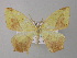  (Epigynopteryx AH02Tz - BC ZSM Lep 31196)  @12 [ ] CreativeCommons - Attribution Non-Commercial Share-Alike (2010) Unspecified SNSB, Zoologische Staatssammlung Muenchen