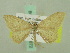  ( - BC ZSM Lep 33872)  @13 [ ] CreativeCommons - Attribution Non-Commercial Share-Alike (2010) Unspecified SNSB, Zoologische Staatssammlung Muenchen