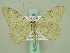  ( - BC ZSM Lep 33876)  @12 [ ] CreativeCommons - Attribution Non-Commercial Share-Alike (2010) Unspecified SNSB, Zoologische Staatssammlung Muenchen