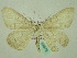  (Rhodostrophia bahara - BC ZSM Lep 33879)  @12 [ ] CreativeCommons - Attribution Non-Commercial Share-Alike (2010) Unspecified SNSB, Zoologische Staatssammlung Muenchen