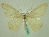  ( - BC ZSM Lep 33881)  @13 [ ] CreativeCommons - Attribution Non-Commercial Share-Alike (2010) Unspecified SNSB, Zoologische Staatssammlung Muenchen