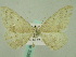  ( - BC ZSM Lep 33882)  @12 [ ] CreativeCommons - Attribution Non-Commercial Share-Alike (2010) Unspecified SNSB, Zoologische Staatssammlung Muenchen