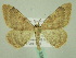  (Rhodostrophia cuprinariaRT01Ir - BC ZSM Lep 33889)  @13 [ ] CreativeCommons - Attribution Non-Commercial Share-Alike (2010) Unspecified SNSB, Zoologische Staatssammlung Muenchen