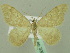  ( - BC ZSM Lep 33895)  @13 [ ] CreativeCommons - Attribution Non-Commercial Share-Alike (2010) Unspecified SNSB, Zoologische Staatssammlung Muenchen