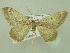  (Rhodostrophia peripheresRT01Ir - BC ZSM Lep 33897)  @13 [ ] CreativeCommons - Attribution Non-Commercial Share-Alike (2010) Unspecified SNSB, Zoologische Staatssammlung Muenchen