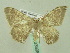  ( - BC ZSM Lep 33898)  @13 [ ] CreativeCommons - Attribution Non-Commercial Share-Alike (2010) Unspecified SNSB, Zoologische Staatssammlung Muenchen