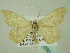  (Rhodostrophia peripheresRT02Ir - BC ZSM Lep 33901)  @13 [ ] CreativeCommons - Attribution Non-Commercial Share-Alike (2010) Unspecified SNSB, Zoologische Staatssammlung Muenchen