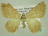  ( - BC ZSM Lep 33902)  @13 [ ] CreativeCommons - Attribution Non-Commercial Share-Alike (2010) Unspecified SNSB, Zoologische Staatssammlung Muenchen
