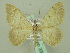  ( - BC ZSM Lep 33903)  @13 [ ] CreativeCommons - Attribution Non-Commercial Share-Alike (2010) Unspecified SNSB, Zoologische Staatssammlung Muenchen