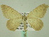  ( - BC ZSM Lep 33904)  @12 [ ] CreativeCommons - Attribution Non-Commercial Share-Alike (2010) Unspecified SNSB, Zoologische Staatssammlung Muenchen