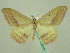  ( - BC ZSM Lep 33918)  @14 [ ] CreativeCommons - Attribution Non-Commercial Share-Alike (2010) Unspecified SNSB, Zoologische Staatssammlung Muenchen