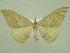  ( - BC ZSM Lep 33919)  @13 [ ] CreativeCommons - Attribution Non-Commercial Share-Alike (2010) Unspecified SNSB, Zoologische Staatssammlung Muenchen