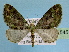  (Pasiphila palpata - BC ZSM Lep 32545)  @14 [ ] Copyright (2010) Unspecified SNSB, Zoologische Staatssammlung Muenchen